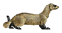 ferret graphic